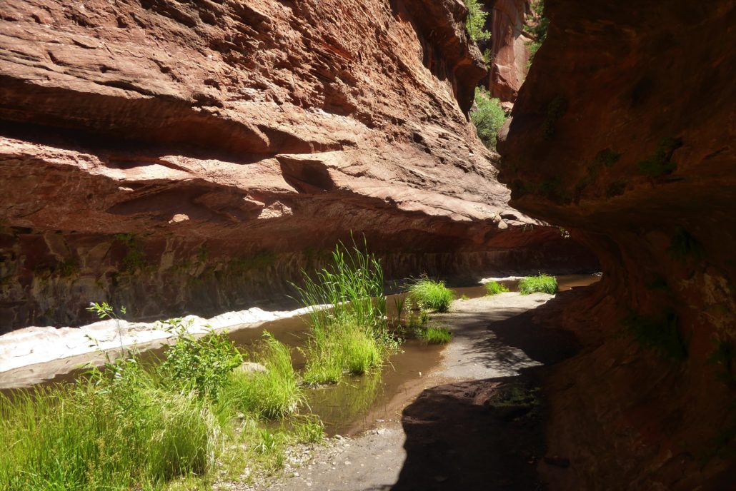 are dogs allowed in the west fork trail sedona