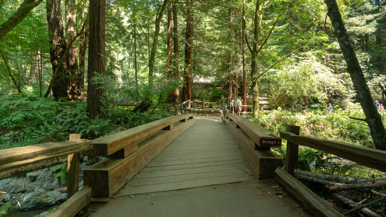 Redwood Creek-Bootjack-Ben Johnson Loop