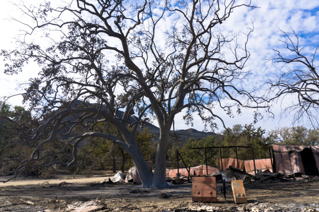 witness tree in paramount ranch 2018 woolsey fire