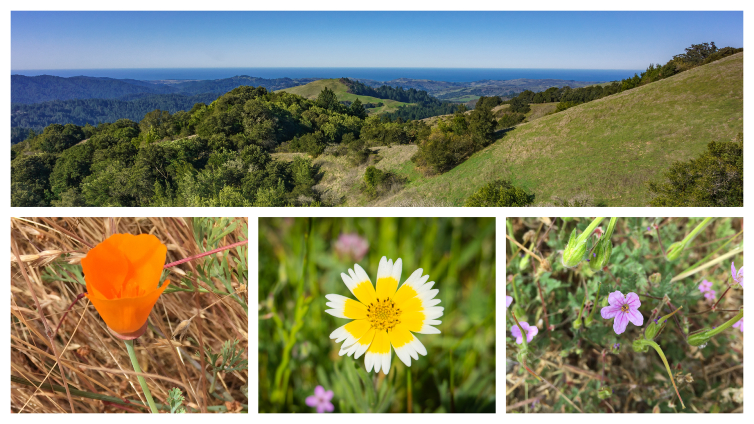 Russian Ridge Loop