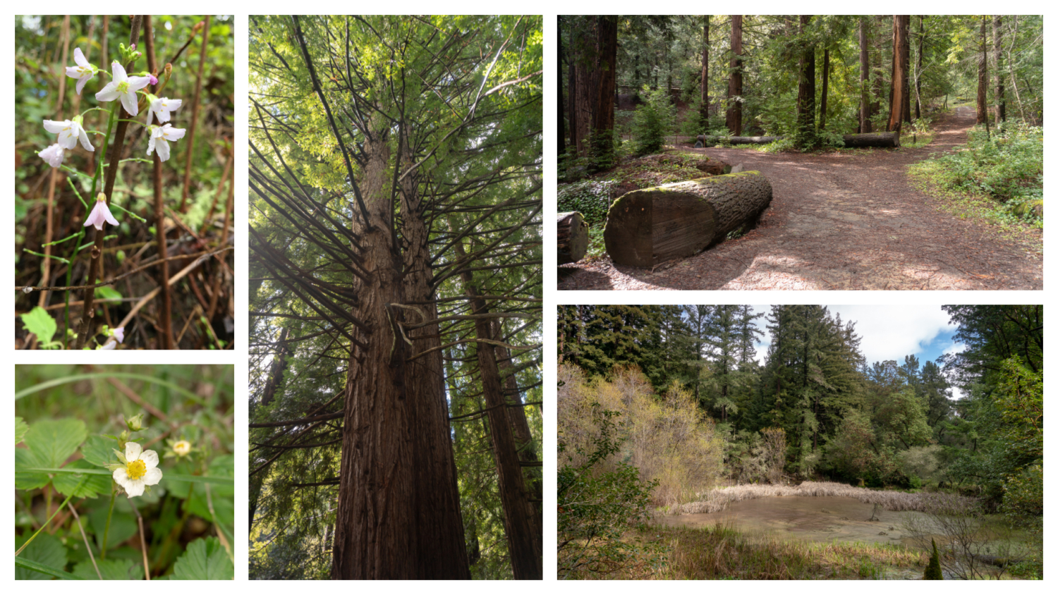 Thornewood Open Space Preserve