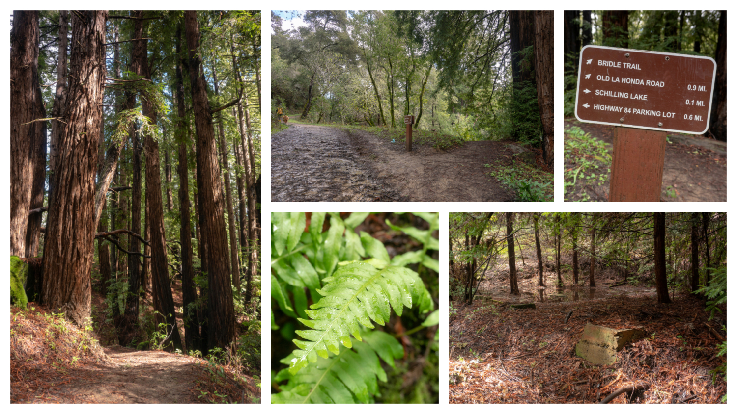 Thornewood Open Space Preserve
