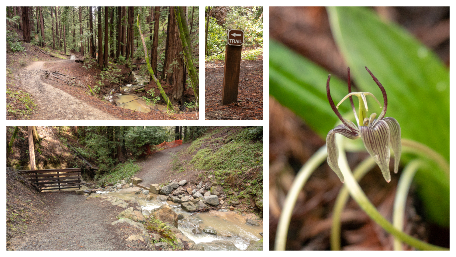 Thornewood Open Space Preserve