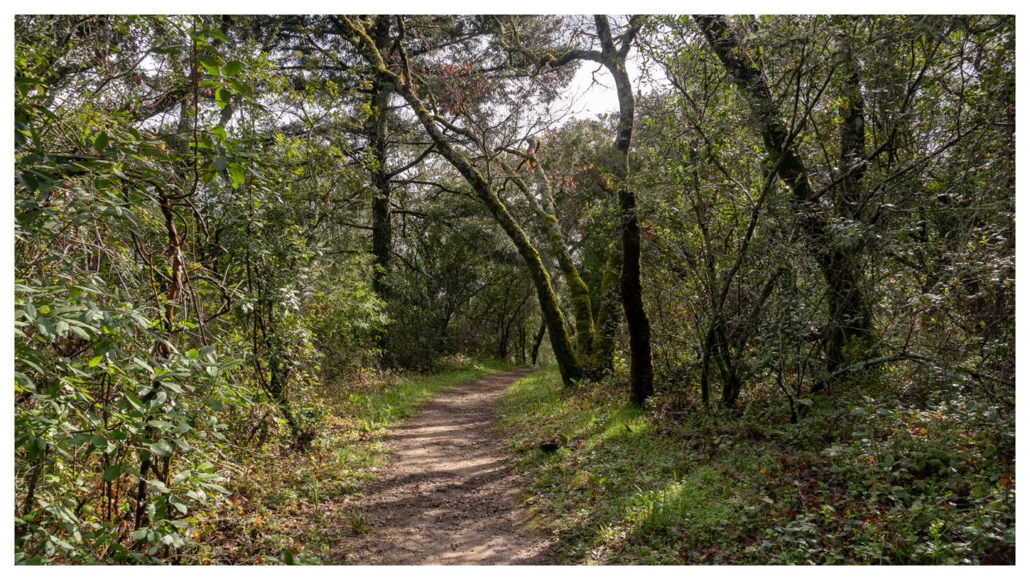 Thornewood Open Space Preserve