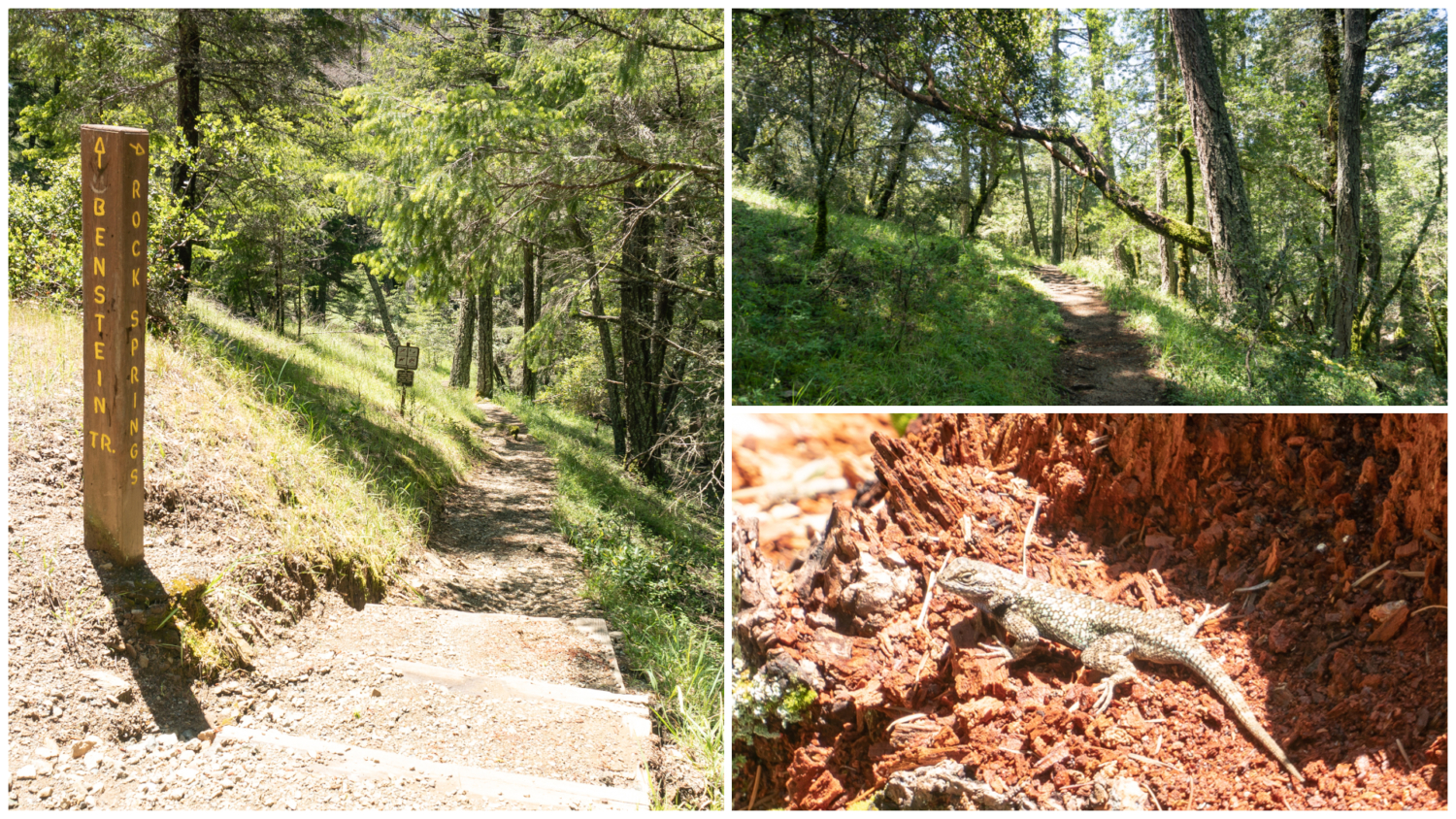 Cataract Creek-Benstein Loop