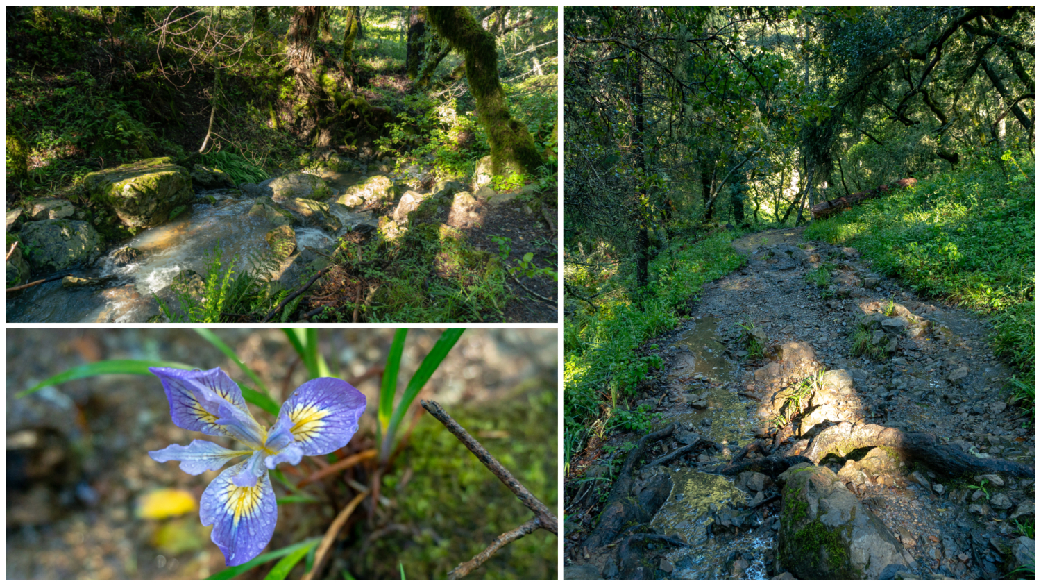 Cataract Creek-Benstein Loop