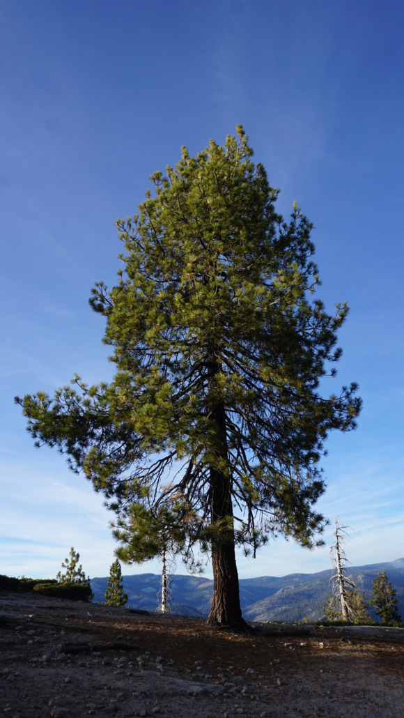 Sentinel Dome in Yosemite National Park