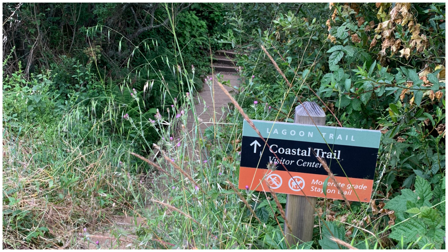 Coastal Trail – Hill 88 Loop