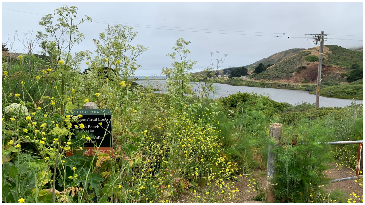 Coastal Trail – Hill 88 Loop