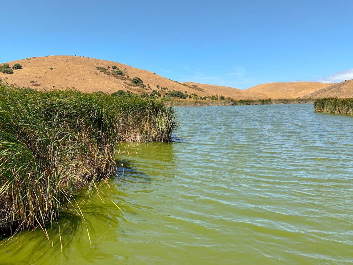 Quail and Bay View Trail Loop at Coyote Hills
