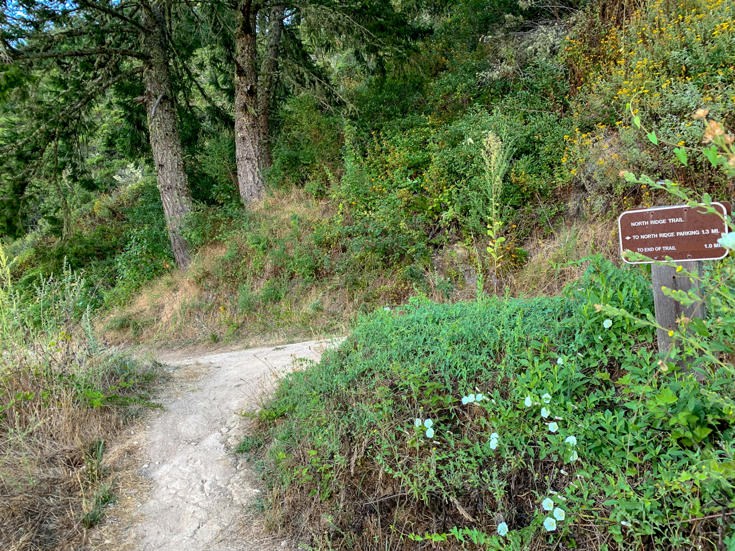 Whittemore Gulch-Purisima Creek Loop