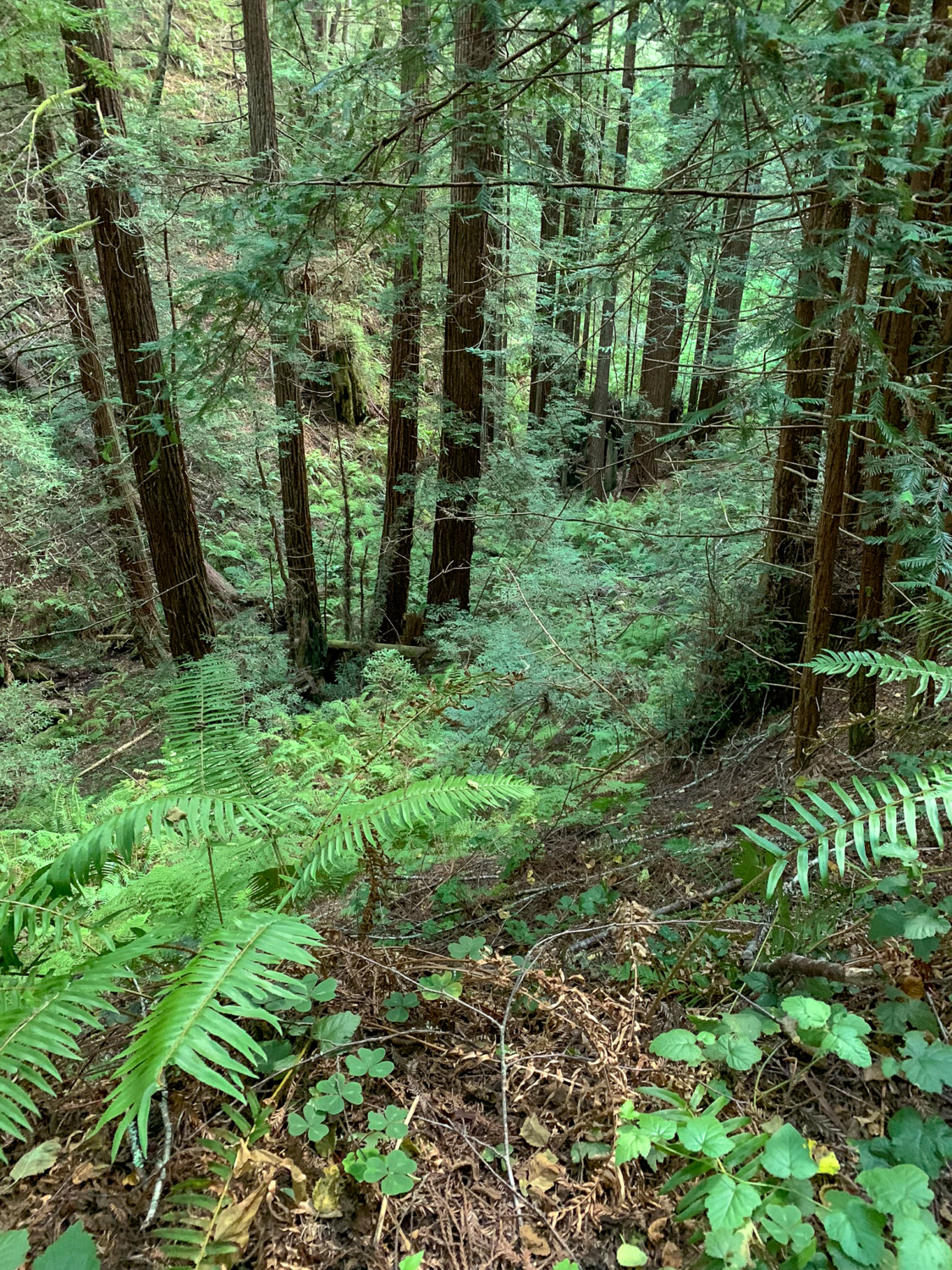 Whittemore Gulch-Purisima Creek Loop
