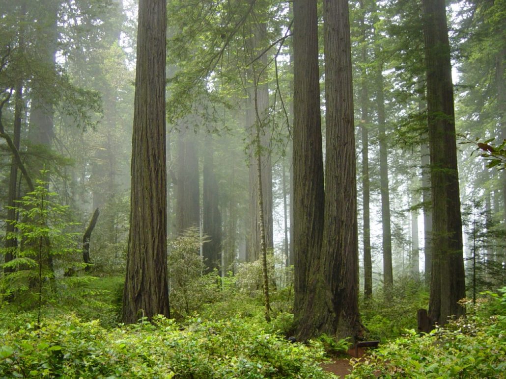 Greatest Multi-Day California Tenting Hikes