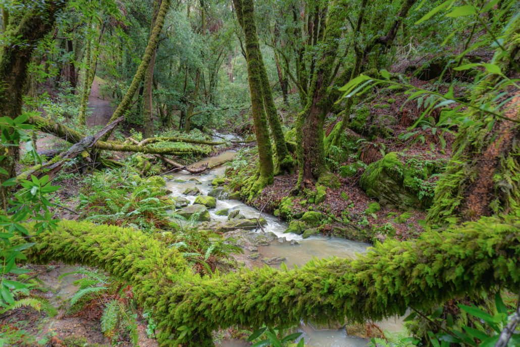 15 Refreshing Creek Hikes within the Bay Space